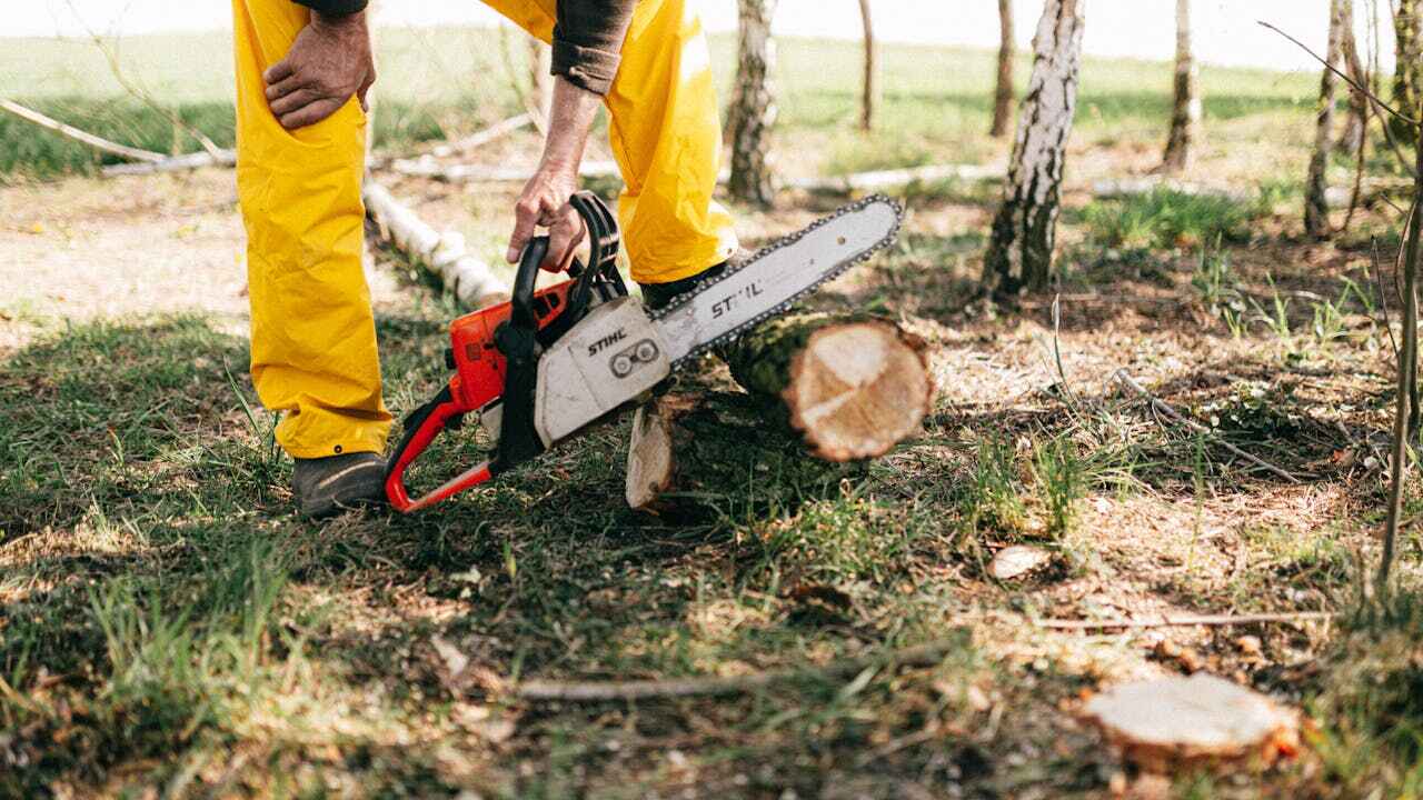 Emergency Storm Tree Removal